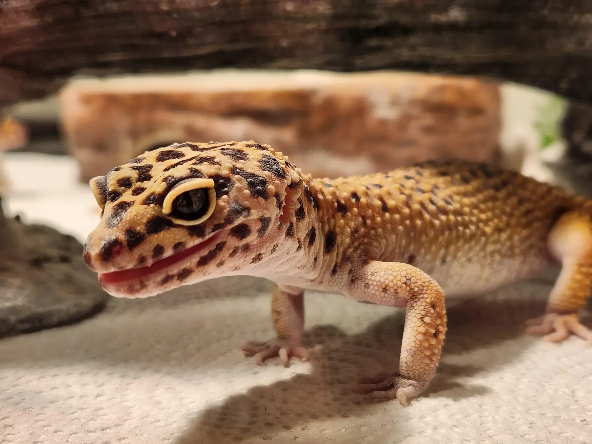 Imagem do Gecko Leopardo
